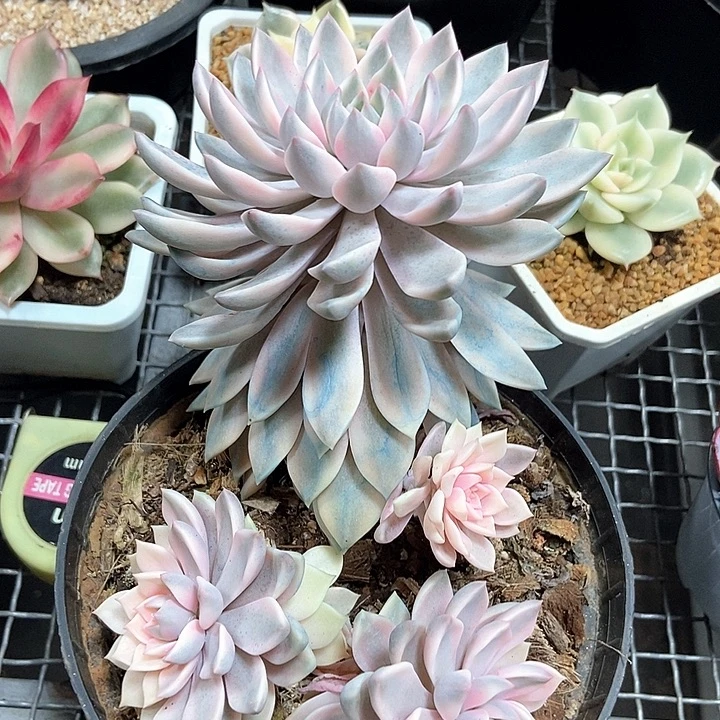 嘉丽娜锦多肉植物