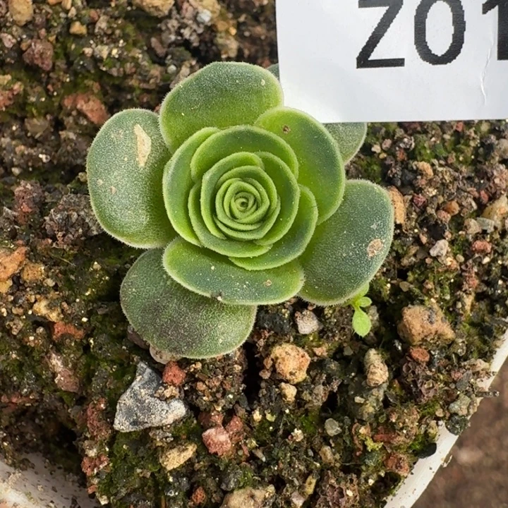 朱016。绝色混血3代