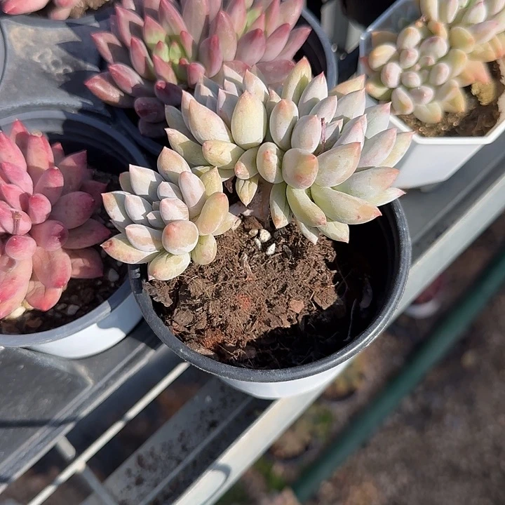 青蛙王子儿童牙膏11