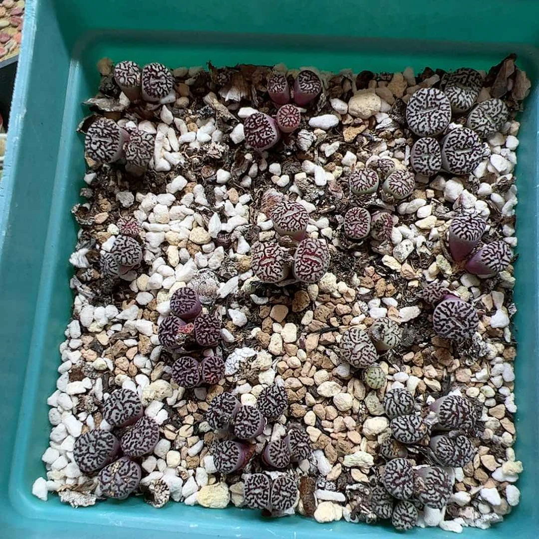 【闪购商品】47 超墨