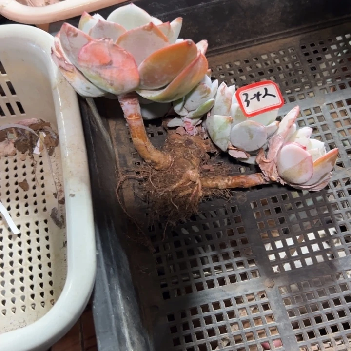 L****精品多肉植物老桩