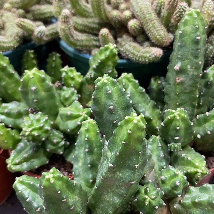 群生多头桃太郎一杯