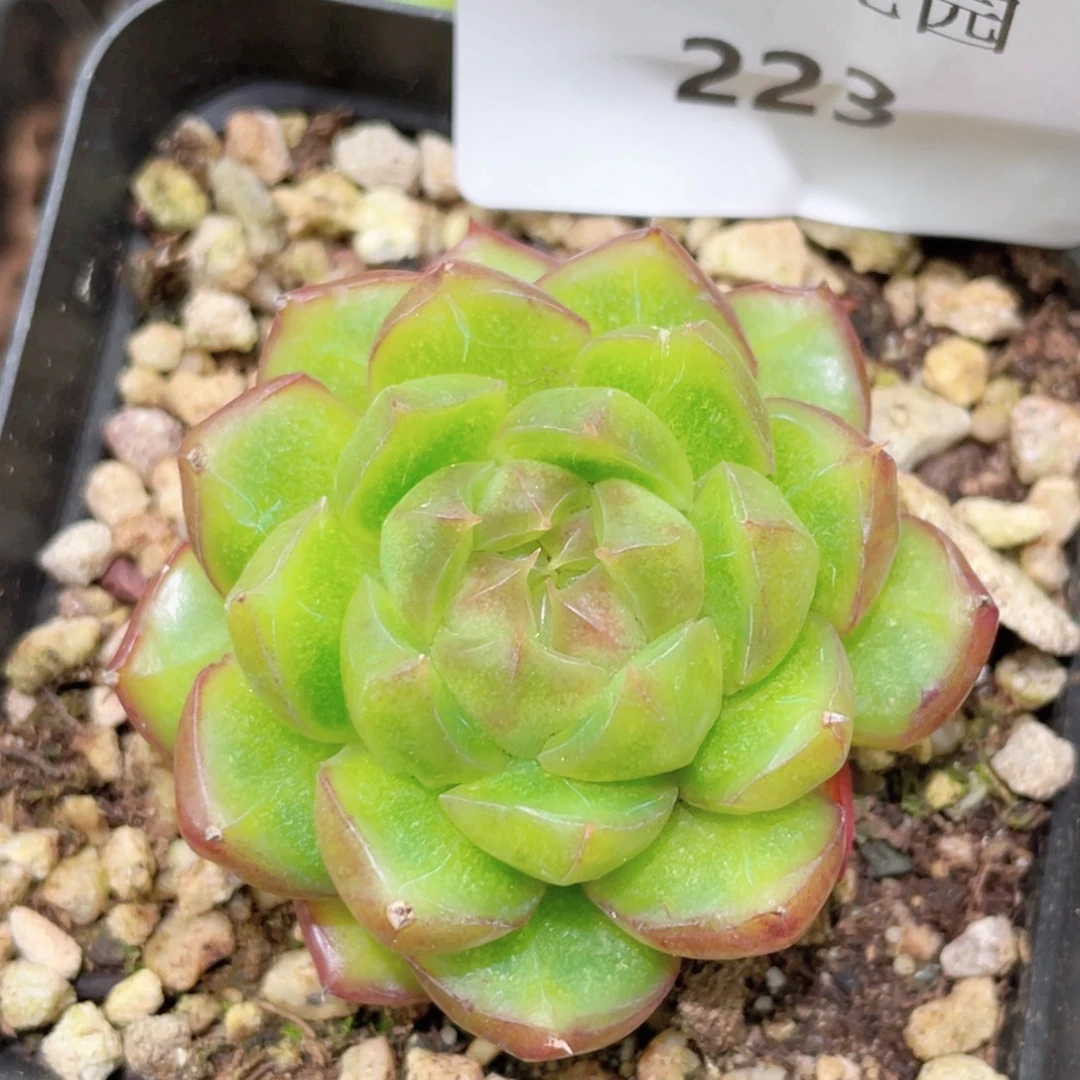 223号糖心冰心珍妮 果冻糖