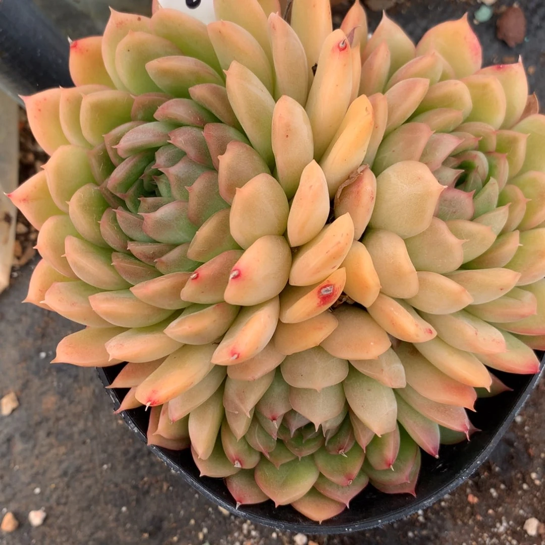 2057杂交多肉老桩