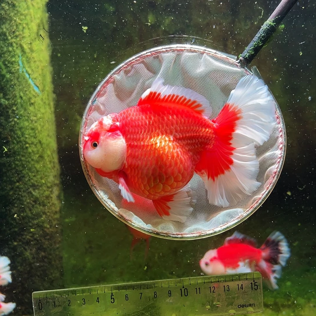 金鱼冷水金鱼百褶泰狮