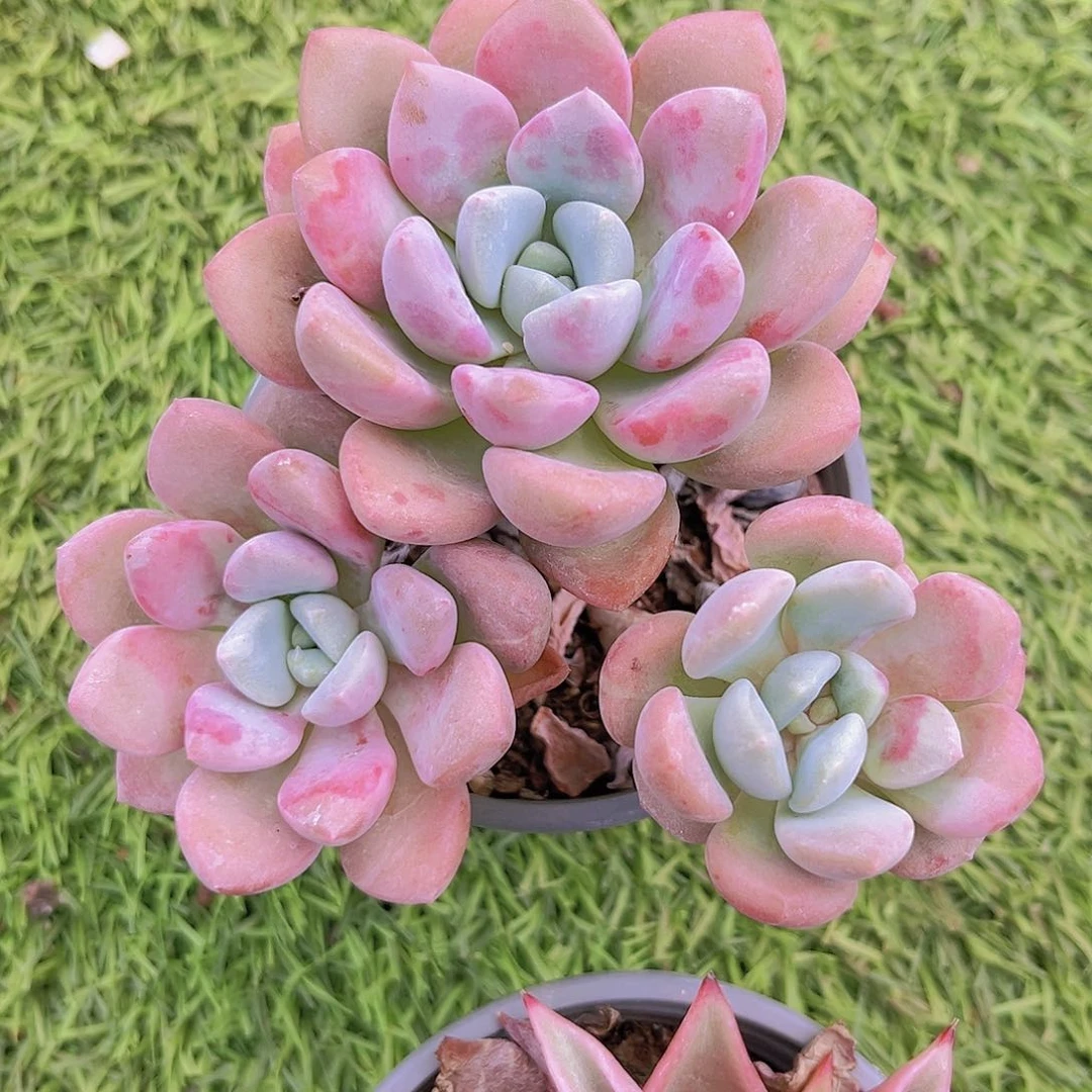 花斑鹿888888899889988