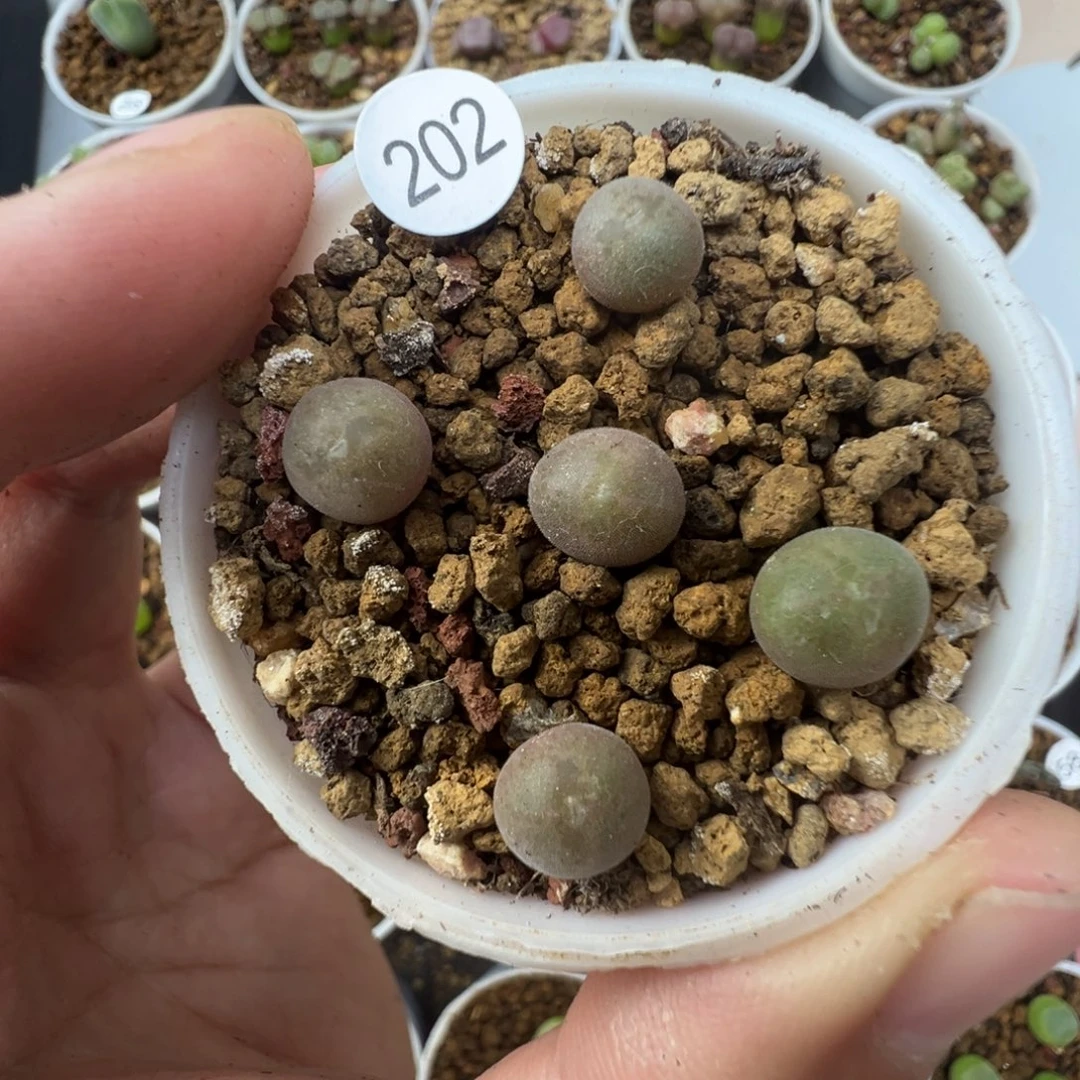 空蝉一颗脱土2020000