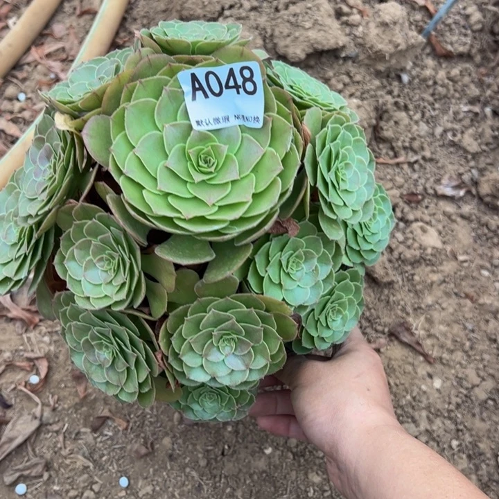 万圣节多肉植物048.