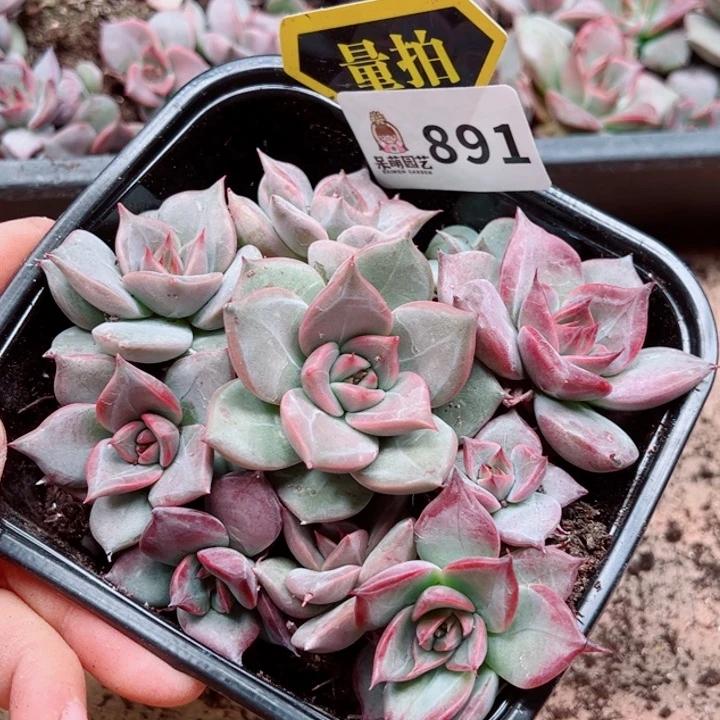 多肉植物多肉植物