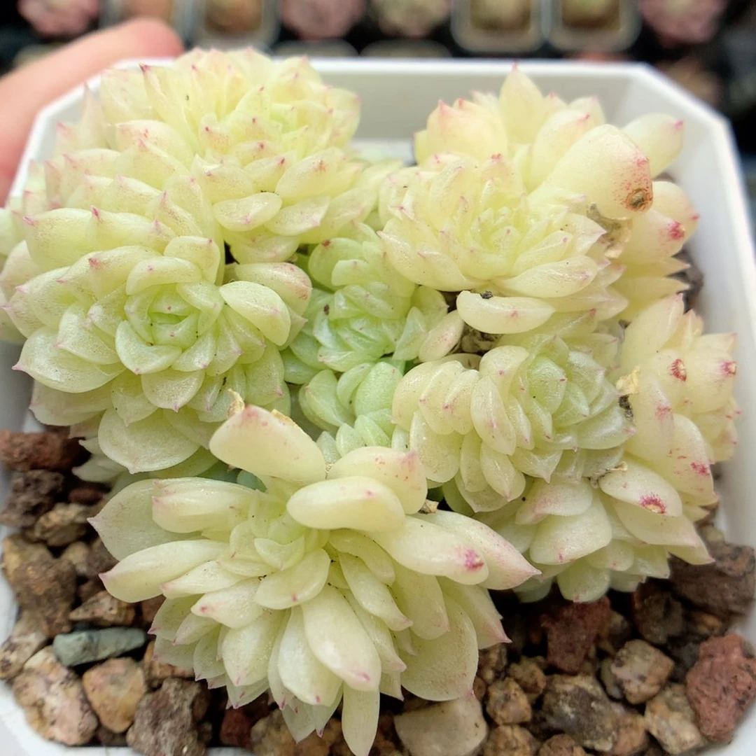 G139圆脸褶皱白体小脸朵朵群