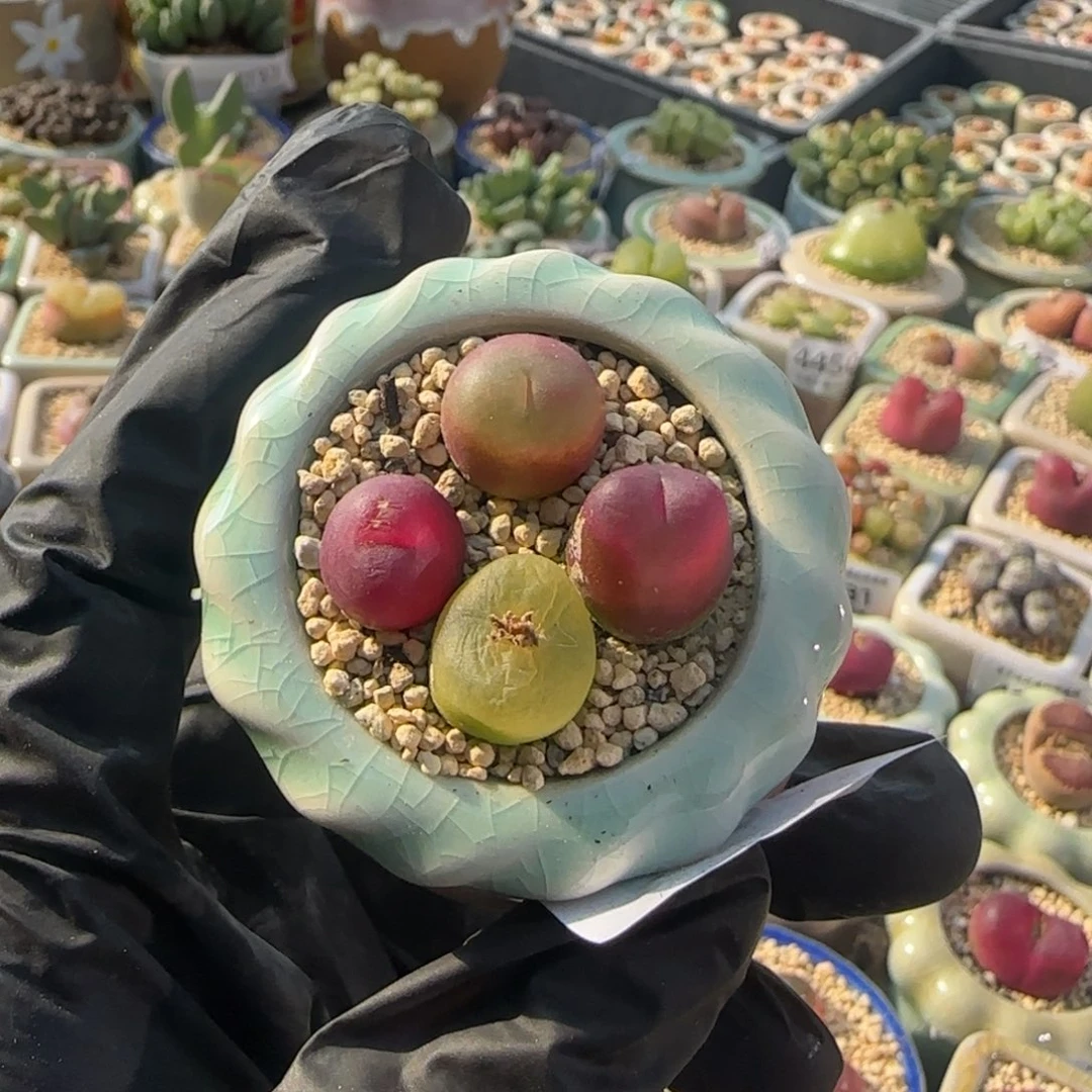 5038--一物一拍 带盆