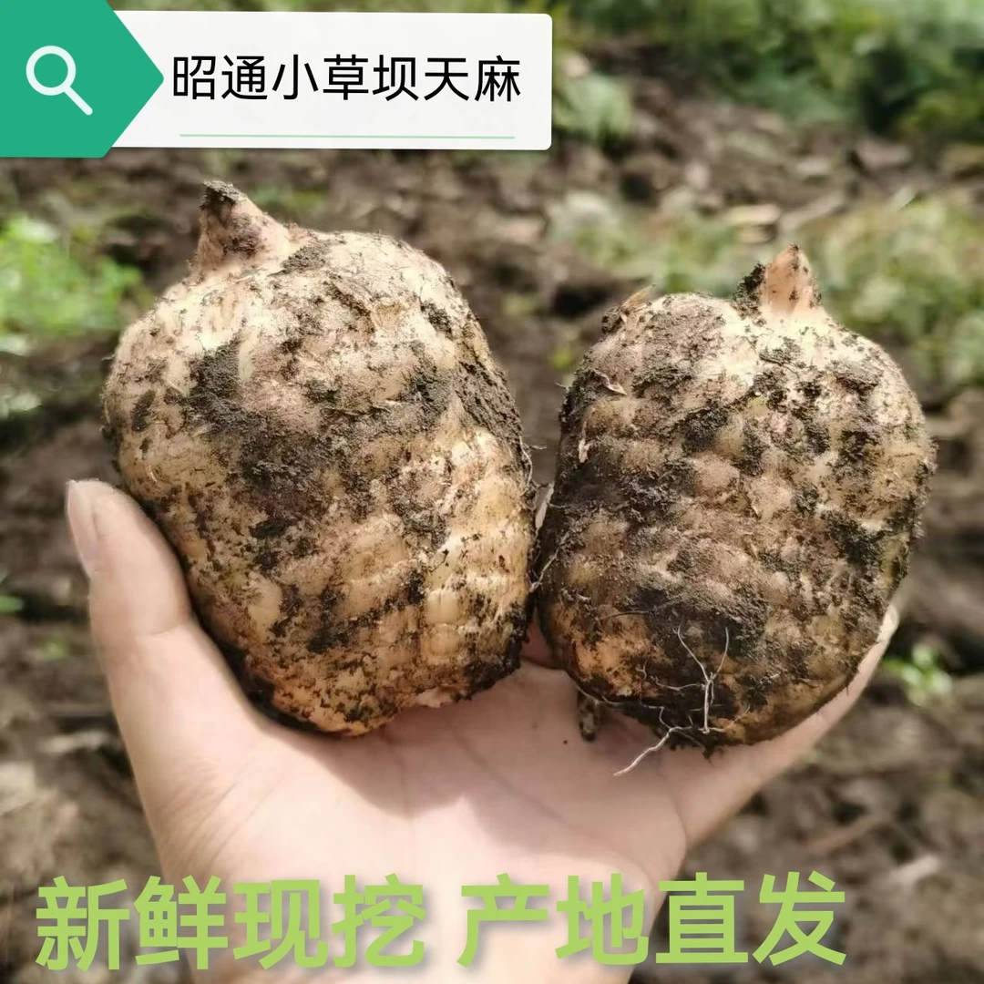 （新鲜天麻）正宗云南昭通小草坝天麻现挖鲜麻炖汤营养冬麻产地直发