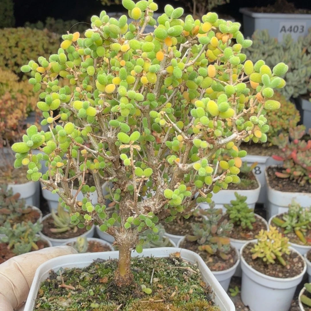 A460米粒老桩直腿