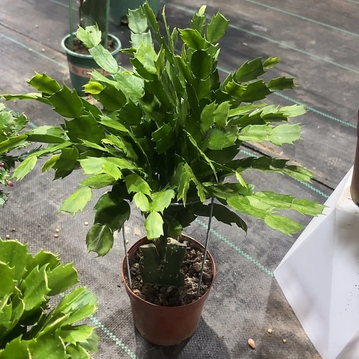 英***子当前无花栽培后可以开花