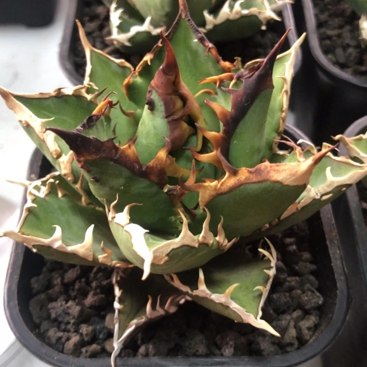 红猫仁王冠龙舌兰