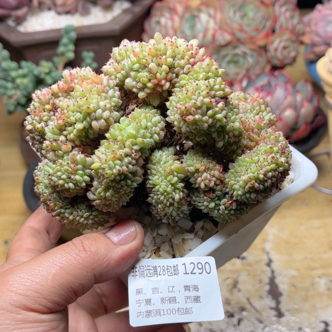 【闪购商品】1290白胖子缀