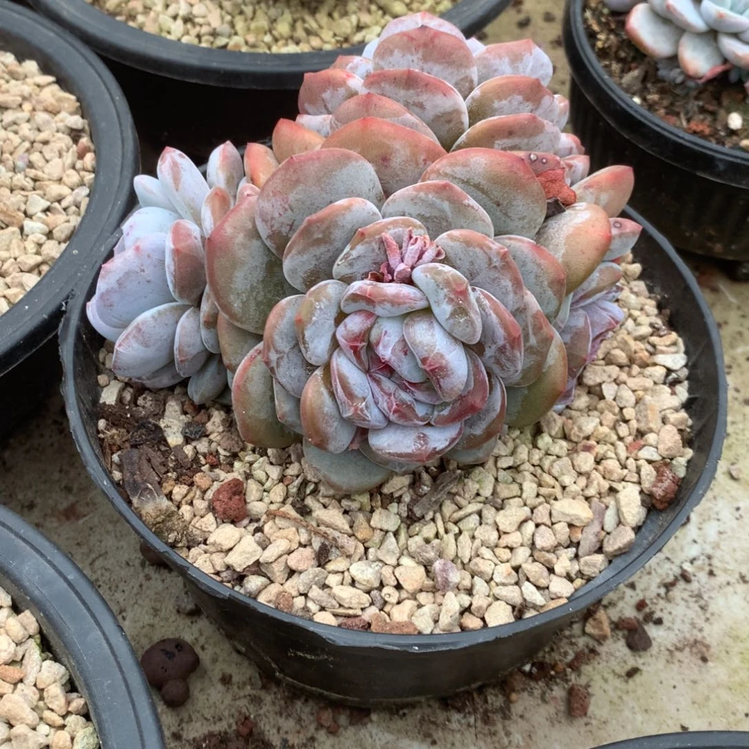 无花朵哈哈哈哈哈哈哈哈哈哈92