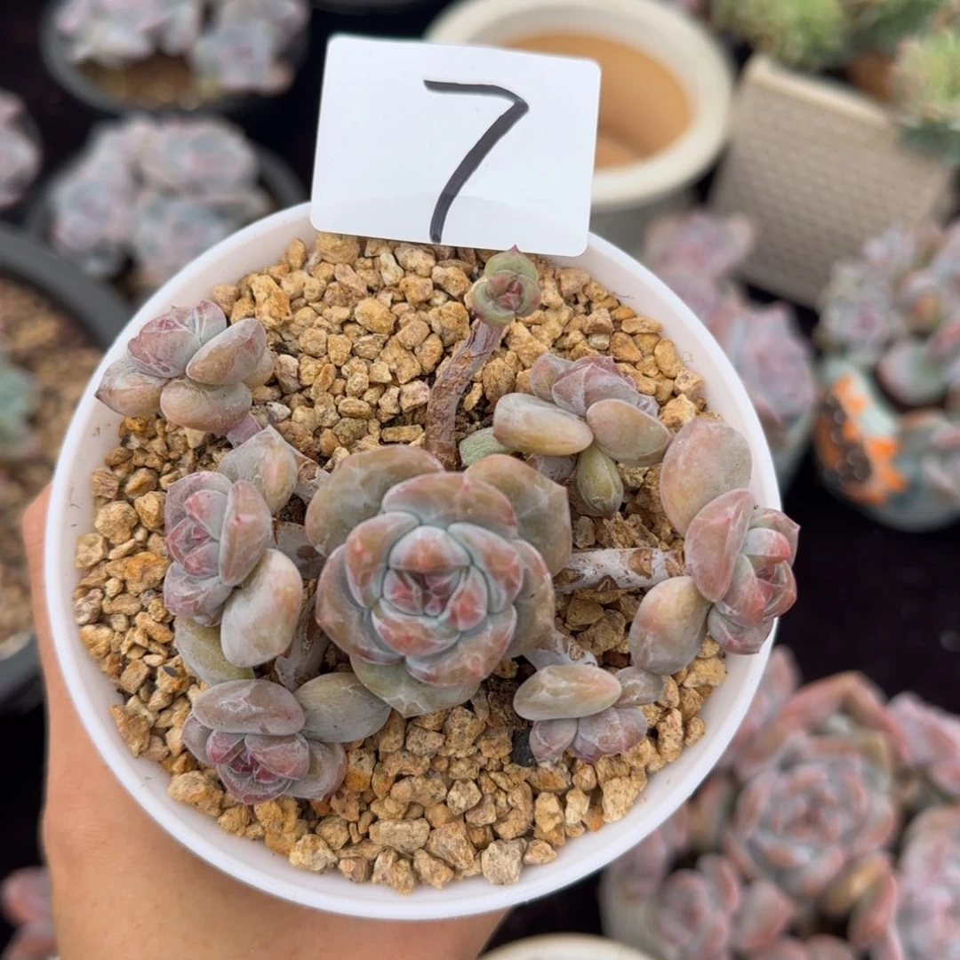 星影7头一物一拍7