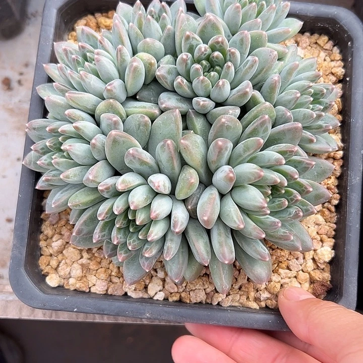 雨花石群生多头多肉