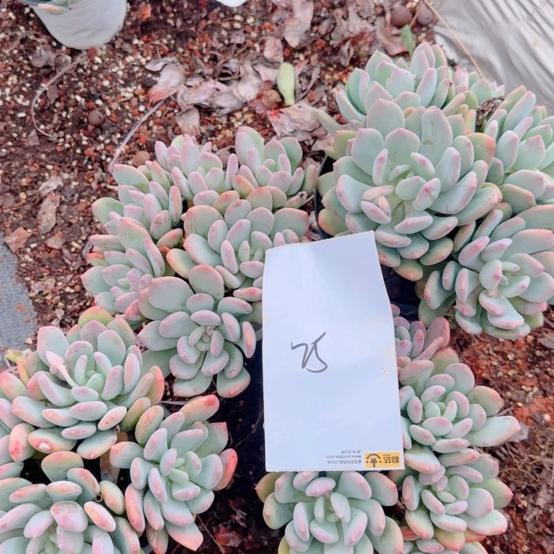 云***聊25号包邮四颗包邮