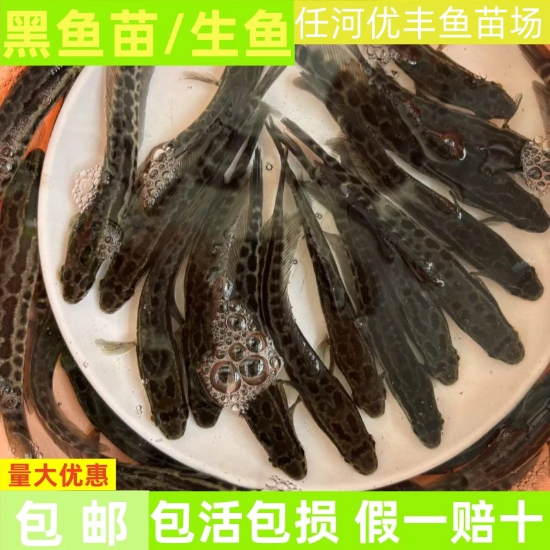 广东优质黑鱼鱼苗乌鱼苗渔场直发食用高密度养殖低氧黑鱼苗