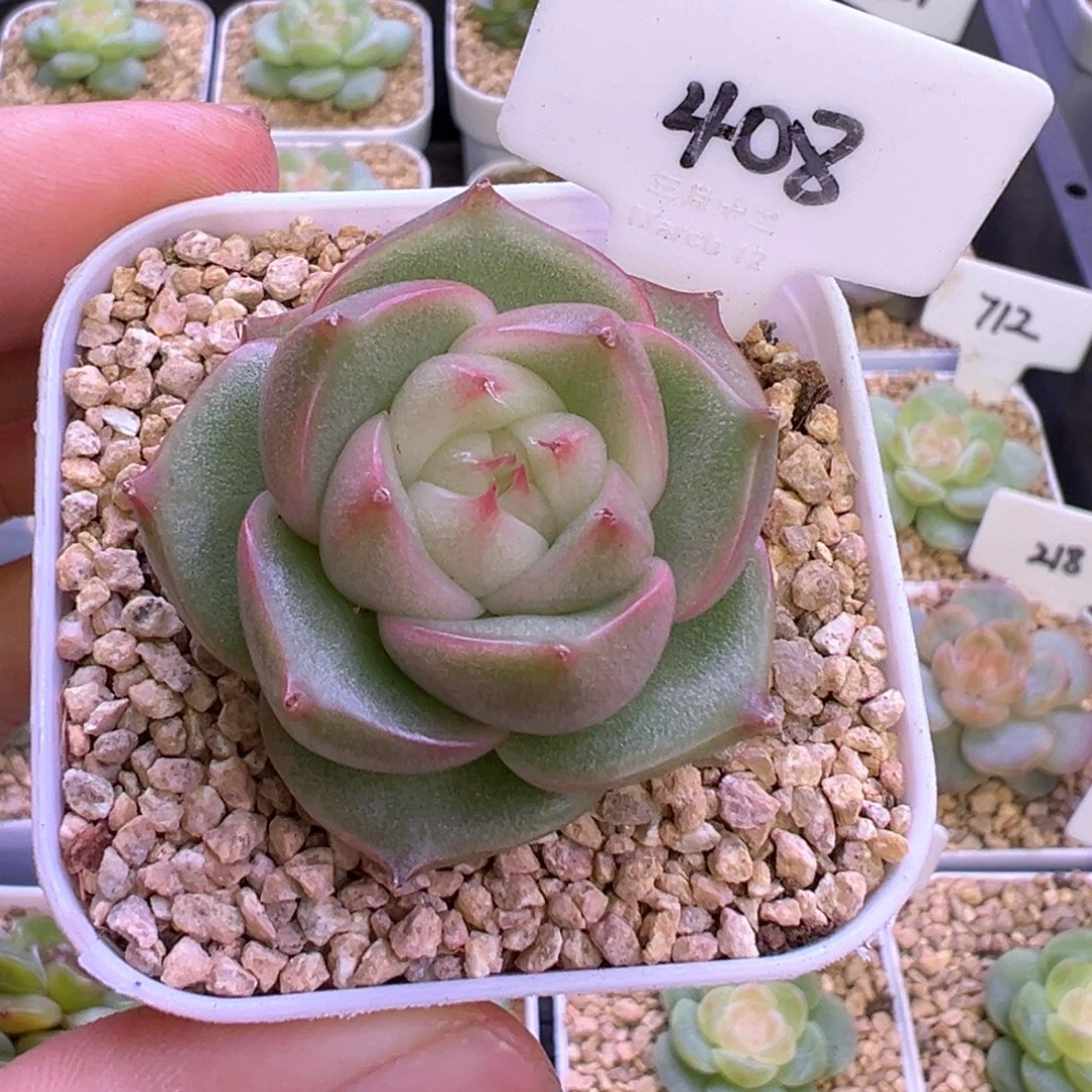 ༄***࿐408号玉玲珑 晗雨多肉