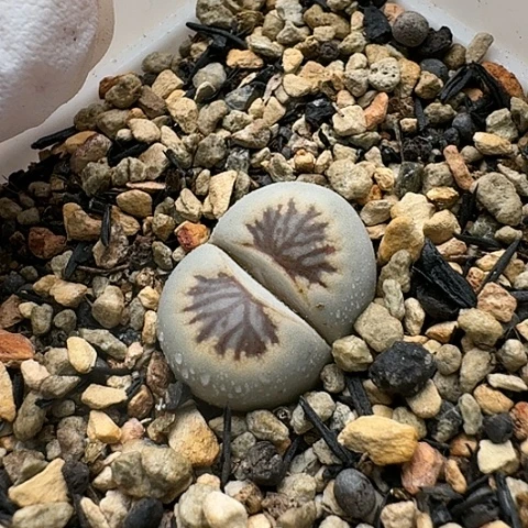 3483，黑菊母本带盆土发货