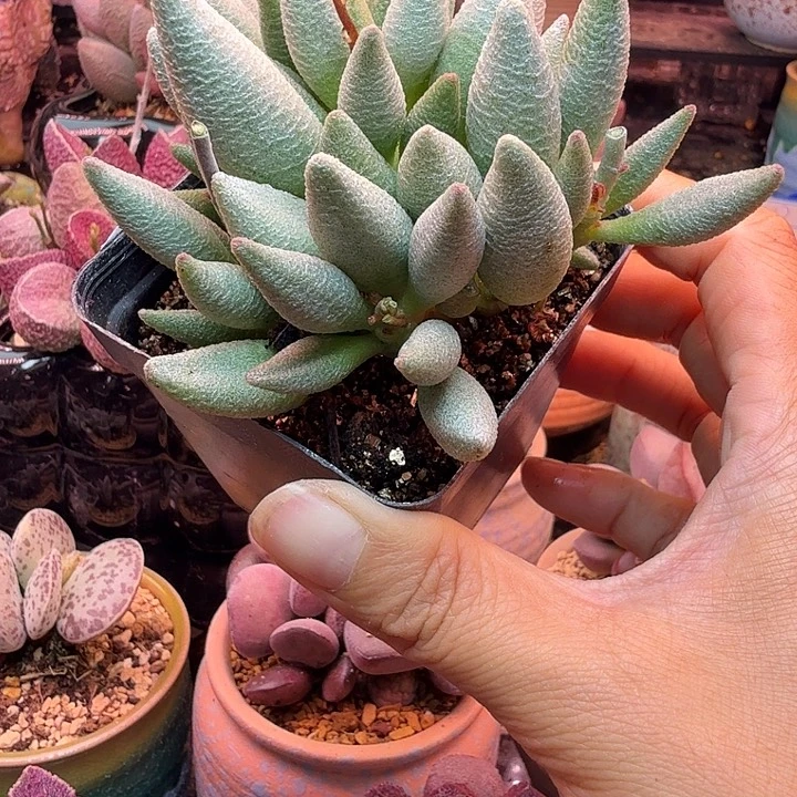 阿***古水蜜桃的味道真的是太好