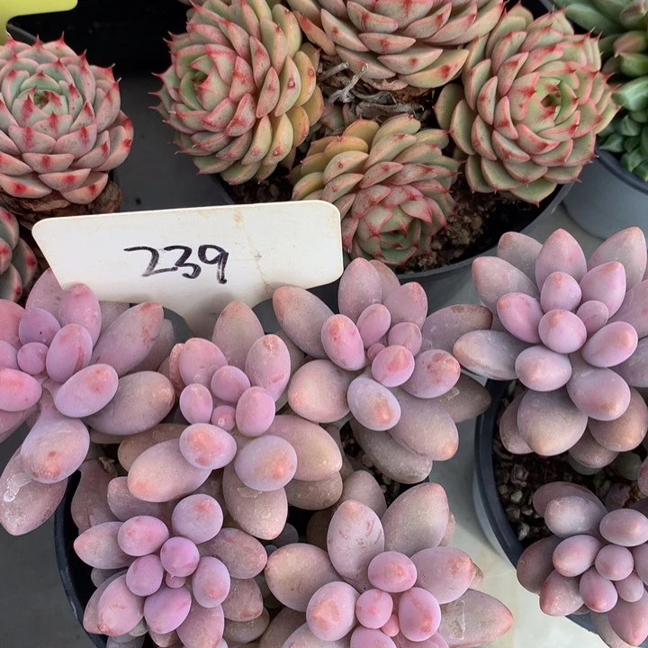 多肉植物727373737