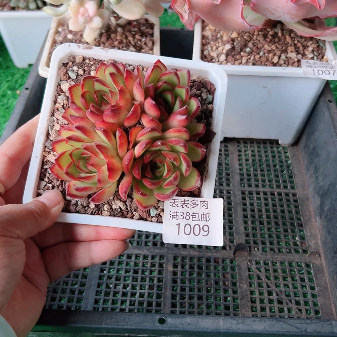 多肉一物一拍植物1009