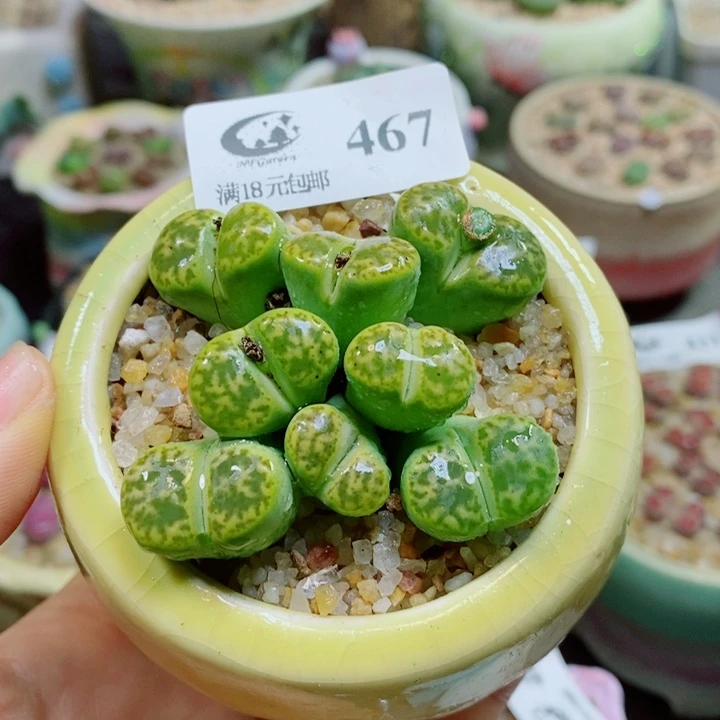 生石花花花花花花花467