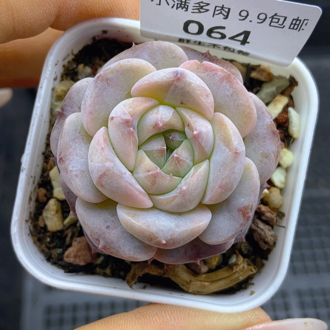 一物一拍9.9包邮064