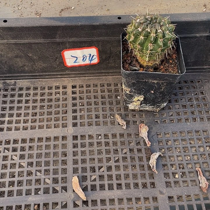 204号筐带盆土发货