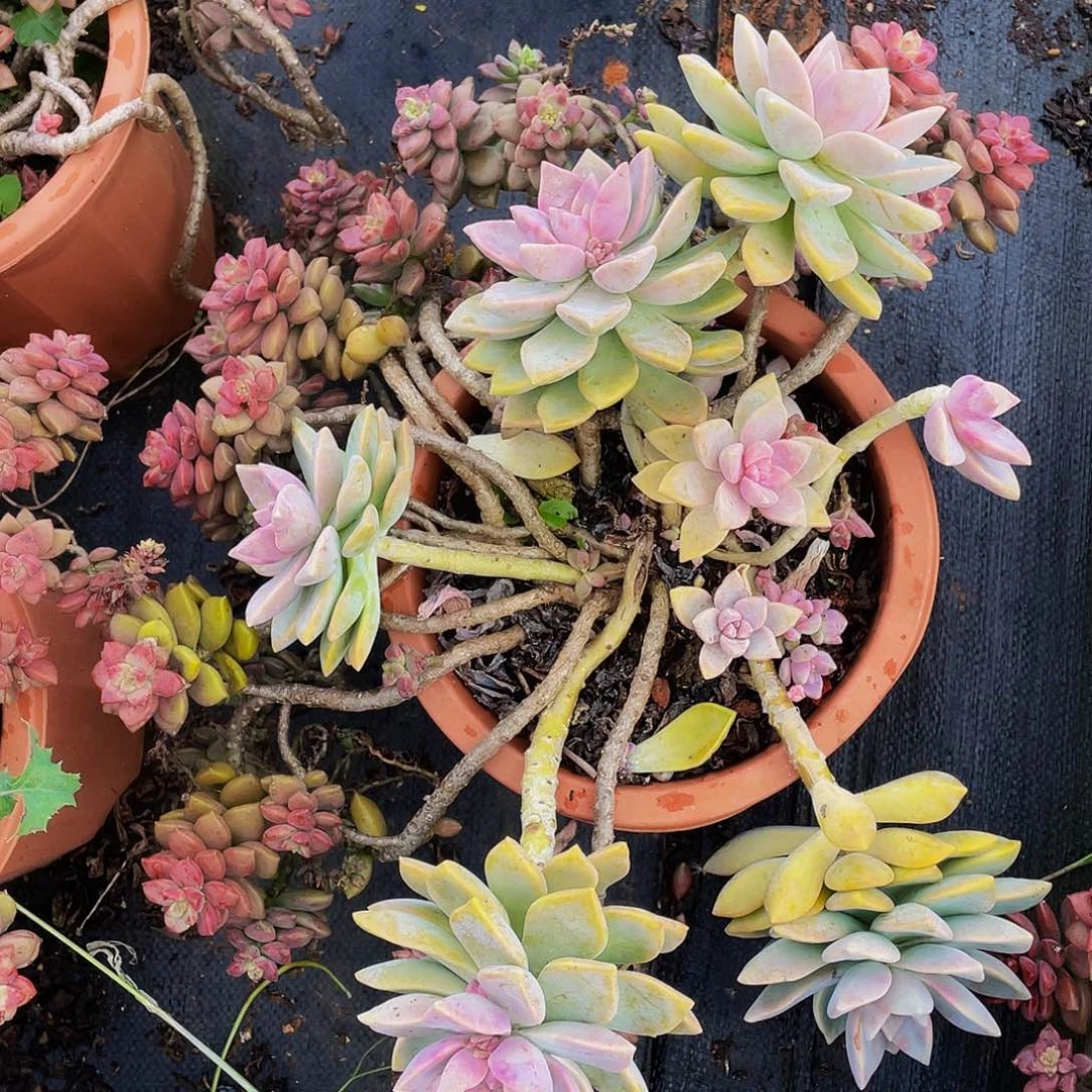 紫雾姬胧月散枝特价19.8多肉