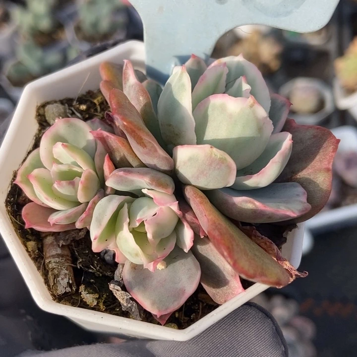 6075伯克利锦多肉植物保护