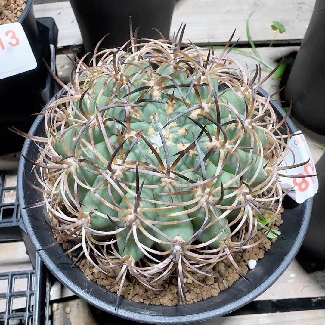 等****伍佰津玉 自根仙人球083