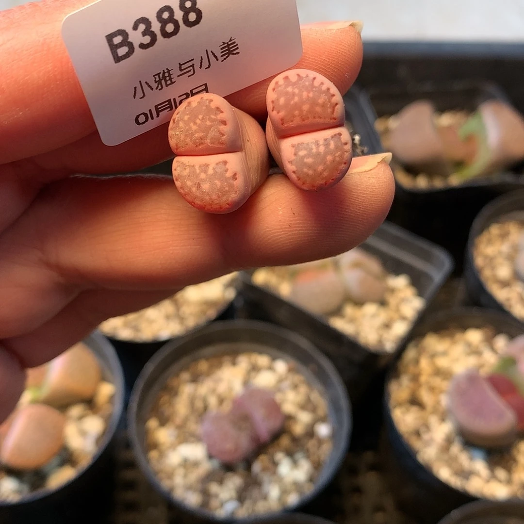 B388多肉植物保护