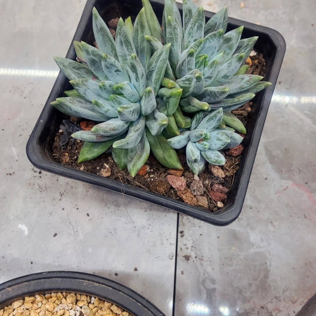 小***間多肉植物组合盆栽