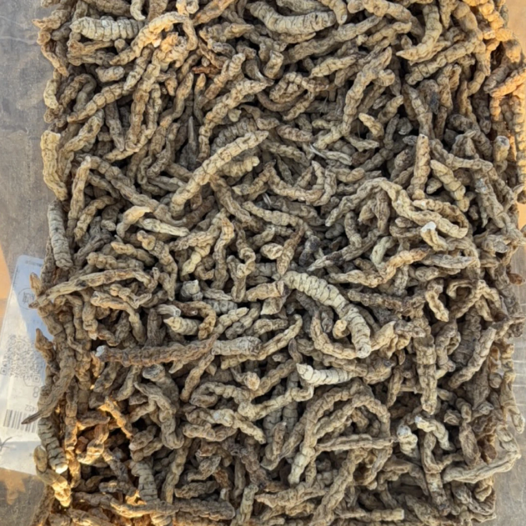 【小叶严选】长白山人参市场-天蚕参-西藏 高海拔1月1