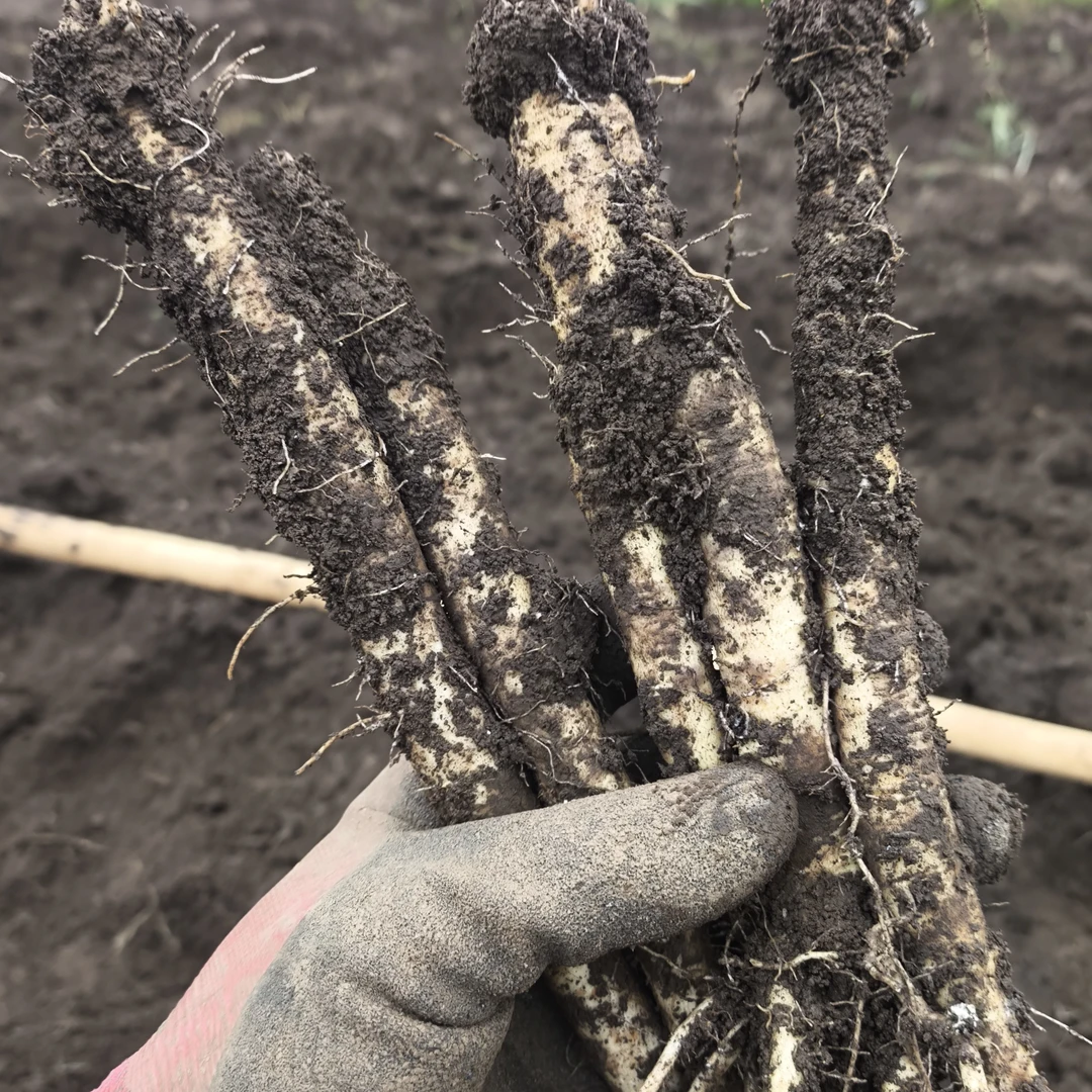 甘肃岷县新鲜现挖白条党参整条可煲汤泡茶营养丰富