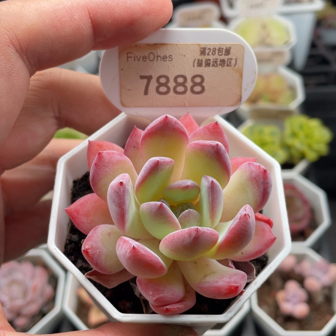 草莓杏仁7888-6厘米