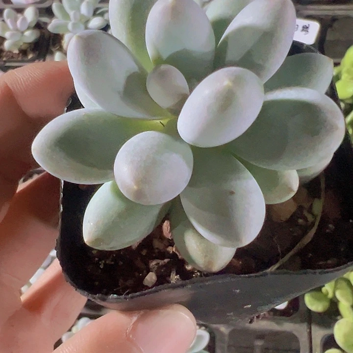 香水奶酪精品多肉植物