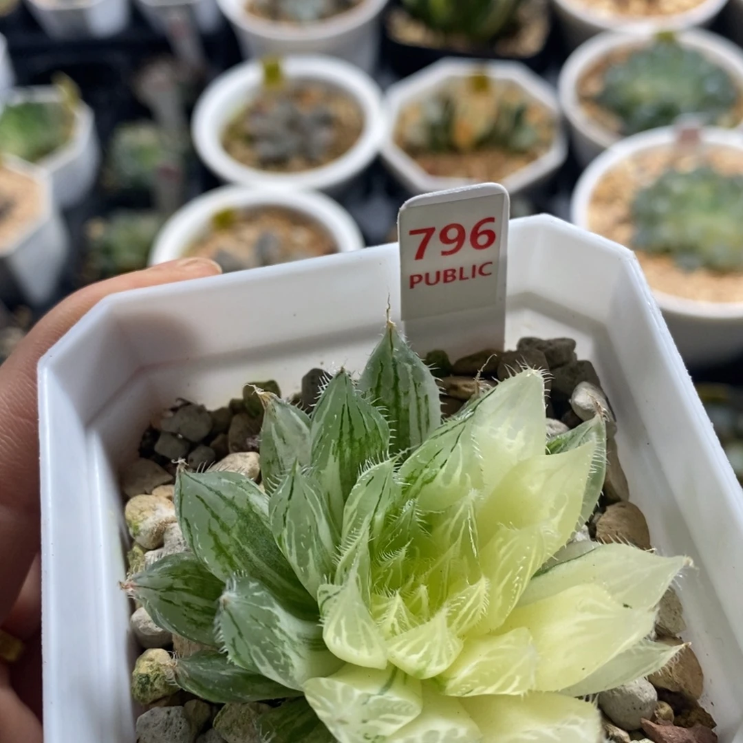 不开花植物796号十二卷多肉