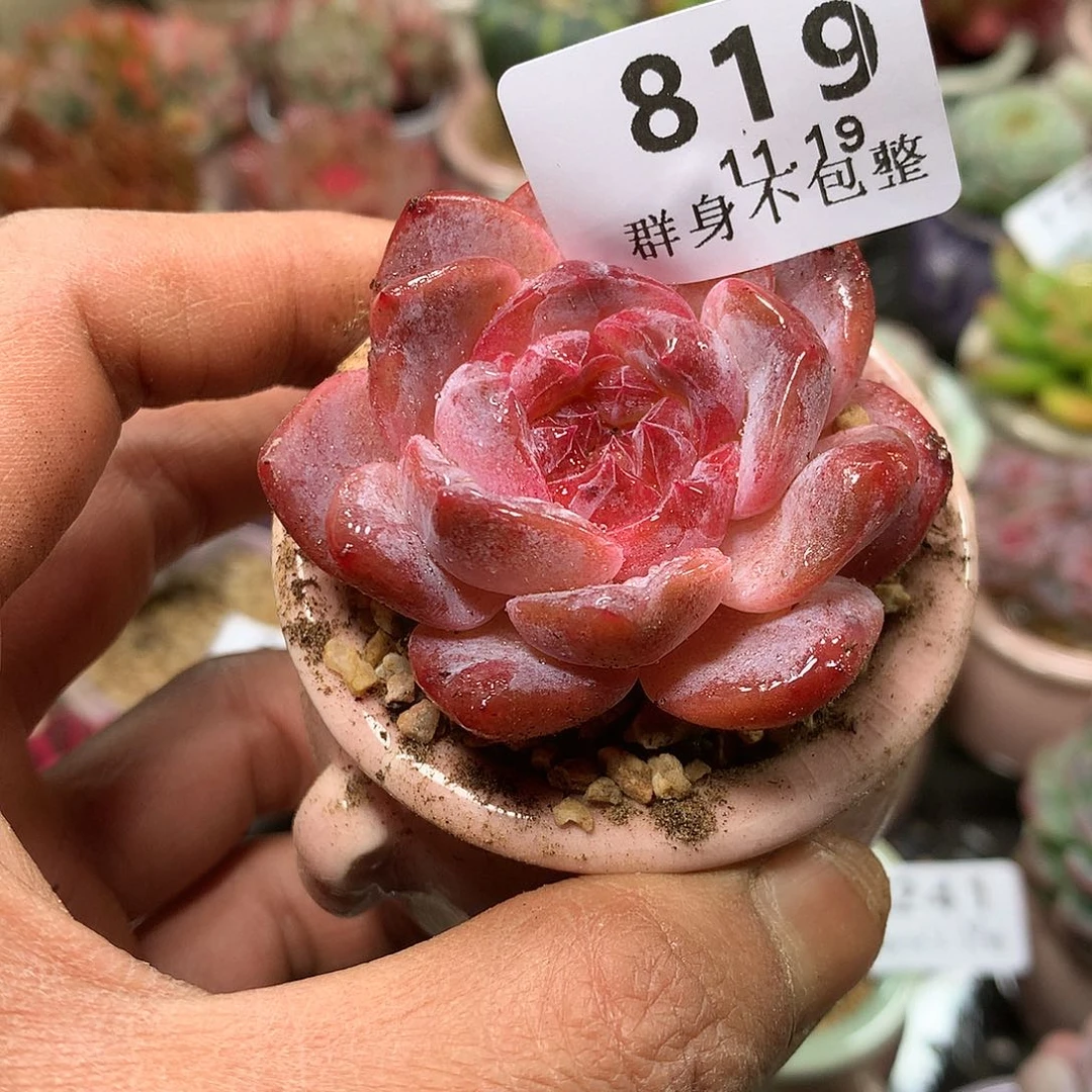 精控拇指盆11.19819