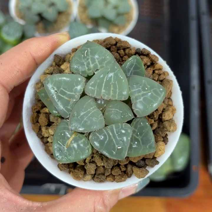 月光女神多肉植物