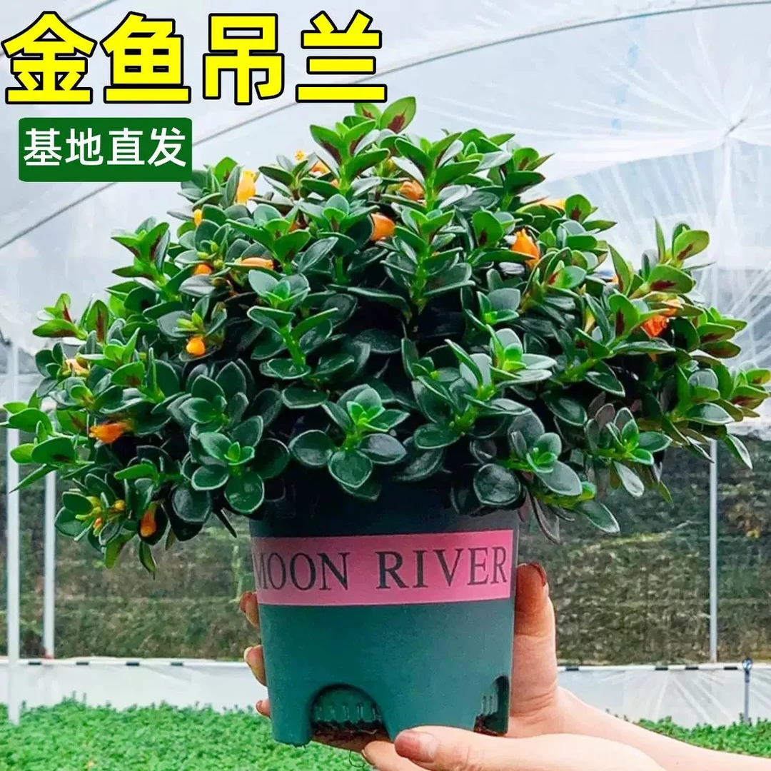 金鱼吊兰盆栽室内净化空气绿植四季开花多肉植物桌面盆景庭院花卉