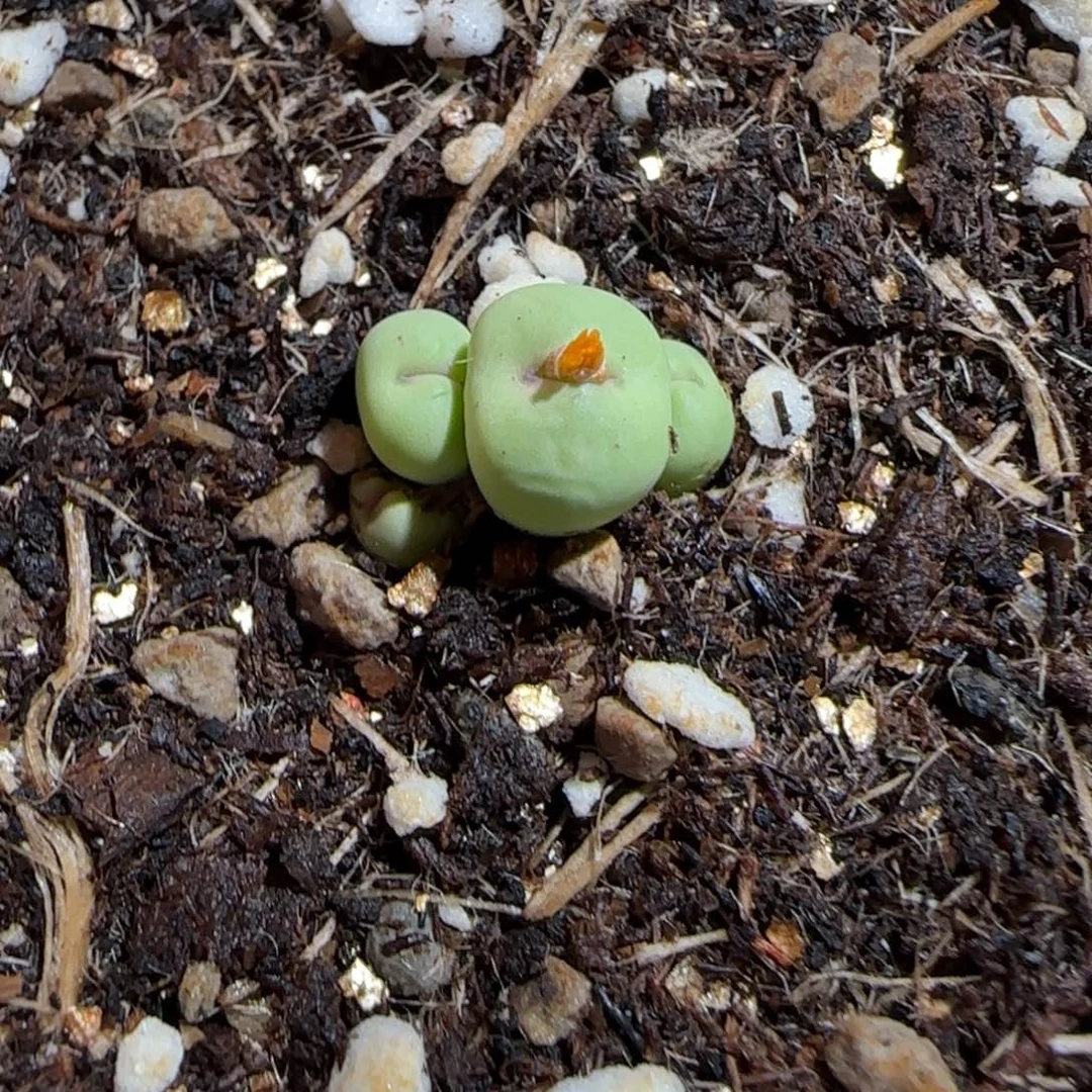 肉锥多肉植物组合-小红嘴605