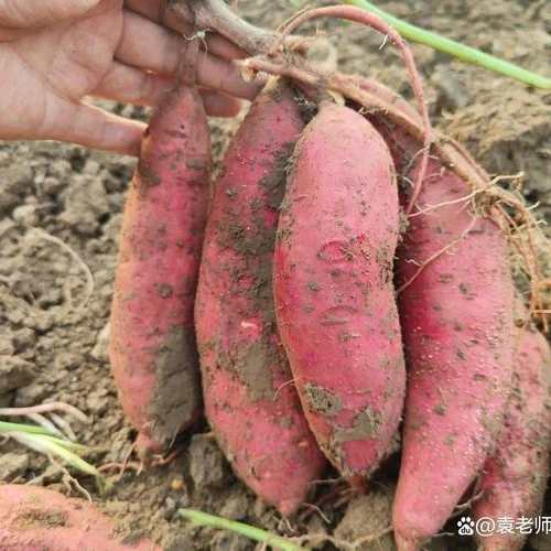 农村自家种植新鲜现挖现发