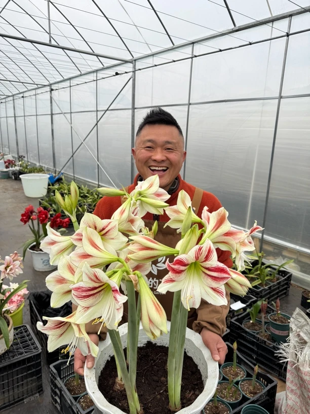 丰哥荷兰《进口童话22/24》1颗单瓣朱顶红种球