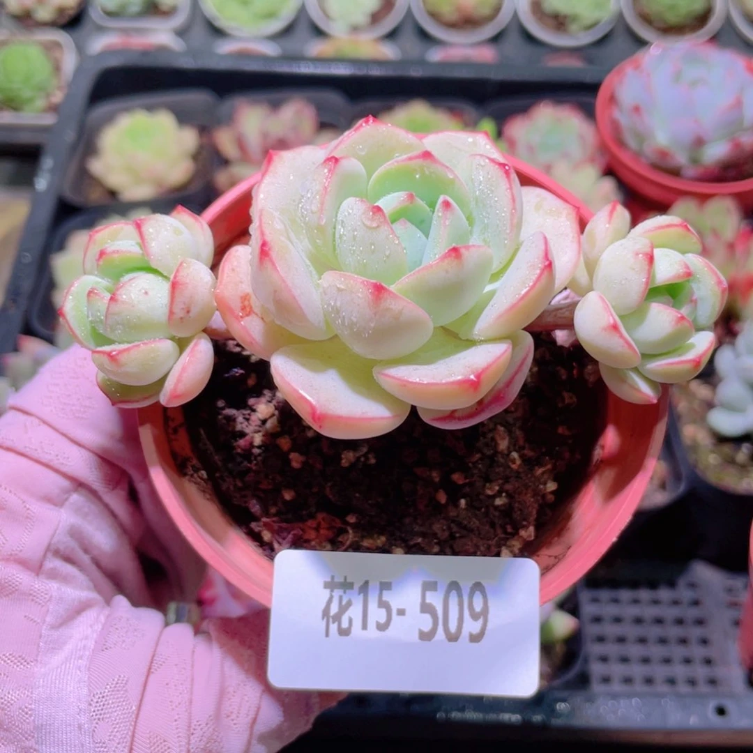 花利美15-509香草